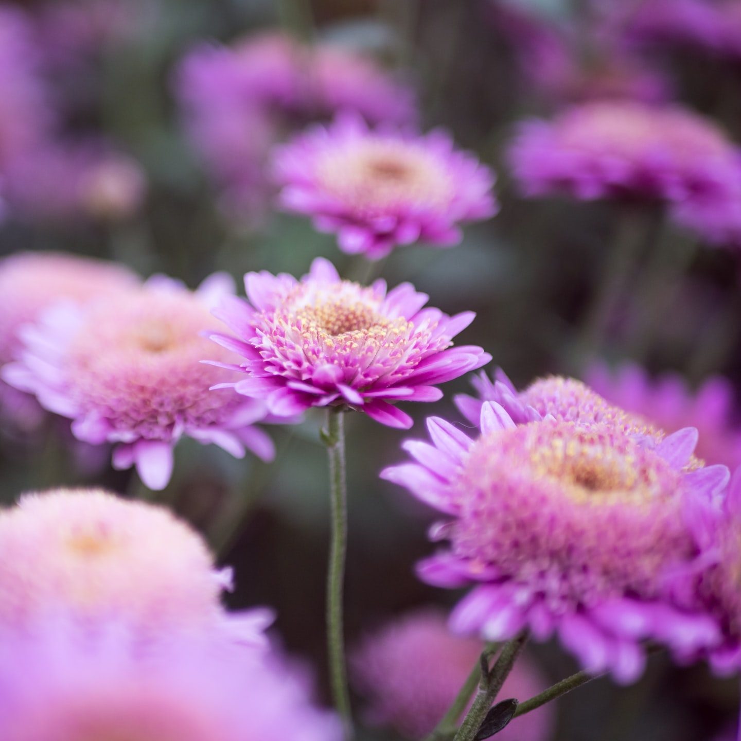 selective focus photography of purple petaled flower