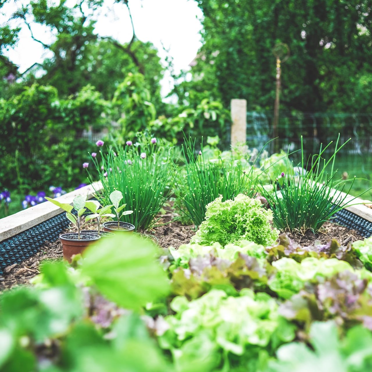 green plants on black metal train rail during daytime