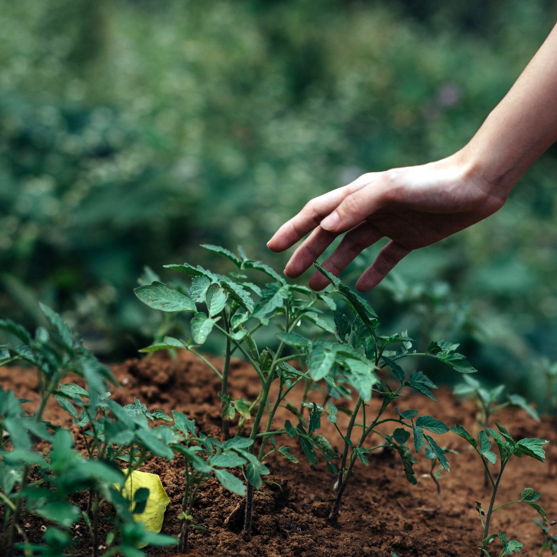 person holding green plant during daytime